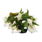 Begonia Tuberhybrida Funky "White" - во саксија Ø18